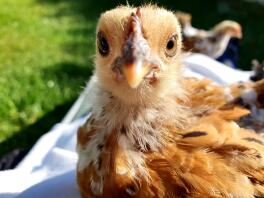 Kleine oranje kip in een zonnige tuin