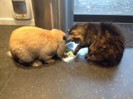 Konijn en kat onderzoeken voedsel
