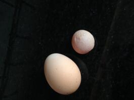 Deze eieren waren van dezelfde kip op dezelfde dag