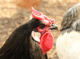 Satan mijn La Fleche Cockerel