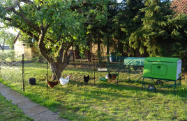 Omlet groen Eglu Cube groot kippenhok en ren met kippen en Omlet kippenhekwerk