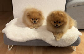 Twee kleine honden delen hun grijze hondenbed