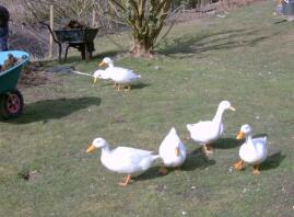 6 eenden in de tuin