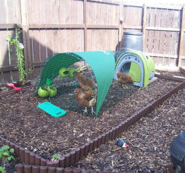 Groen Eglu kippenhok met ren, schaduwdoek en 3 kippen op houtsnippers