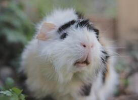 Close up van cavia