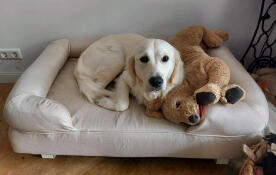 Lieve Saar in haar nieuwe bed/mand