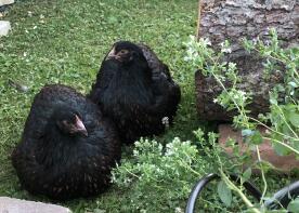 Kippen in de tuin