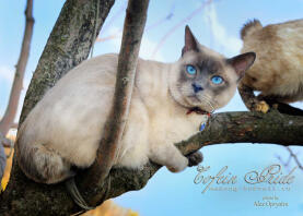 Mekong BOBTAIL, blue-point mannelijke Cofein van Cofein-Pride cattery, Moskou, Rusland.