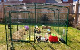Mijn vier cavia's zijn helemaal weg van hun Omlet Eglu buitenren. het is de perfecte veilige plek voor ze om te grazen en te spelen. ik vind het ook geweldig dat mijn dochter binnen kan zitten en ik gemakkelijk kan schoonmaken en erbij kan. 