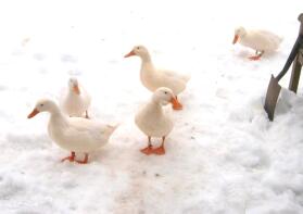 5 eenden in de tuin met Snow