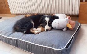 Hond liggend op Omlet Fido hondenbed