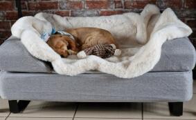 Sterling, onze kleine cocker spaniel, warm op zijn schapenvacht...