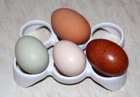 Eieren van Ex batterijkip (boven), crème legbar, zalm faverolles en zwart koperen marans