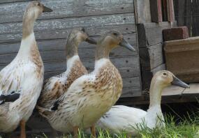 Vier jonge Welsh Harlekijnkippen