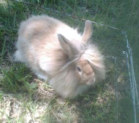 mooie buff kleur Lionhead buck