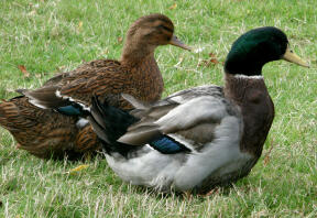 2 eenden op gras