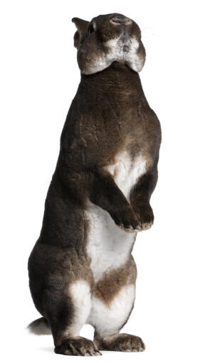 Een castor rex konijn dat hoog op zijn achterpoten staat