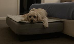 Een hond rustend op zijn grijze hondenbed met gewatteerde topper