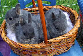 3 schattige konijntjes in een mandje