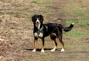 Entlebucher