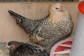 Citron Penciled Hamburgse hen