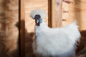 Een witte silkie kip met prachtige veren.