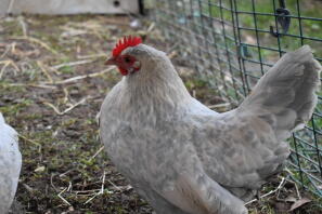 Lavendel porselein gelaarsde kriel hen