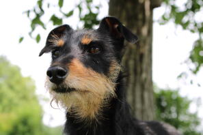 Een hond die in het park rondkijkt.