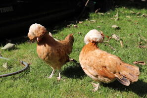 Twee oranje poetskippen lopen op gras