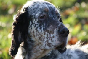 Onze Miss Bella.nu 11 jaar oud en ontzettend lief. Ze is allergisch en heeft haar schildklier niet op orde sinds ze gesteriliseerd is.