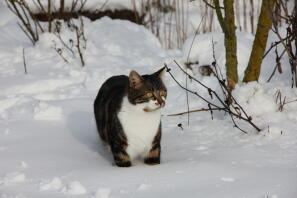 Kat in Snow