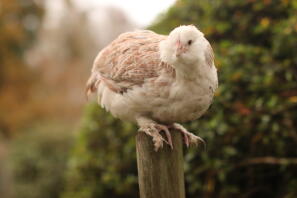 Onze jonge zalm faverolle hen