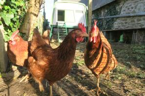 Kippen in tuin met Omlet Eglu Cube groot kippenhok op achtergrond