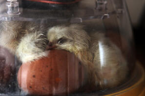 Pas uitgekomen Spalsh Marans droogt uit in de broedmachine