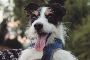 Toby een langharige driekleurige jack Russel terrier