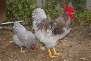 2 kippen in de tuin