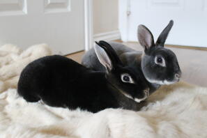 Nova en Ludo onze Mini Rex-broodjes