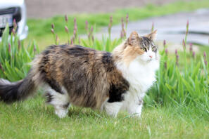 Een bruine zwart-witte kat stond in een tuin