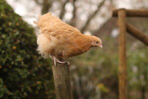 Buffy, de jonge Buff Orpington