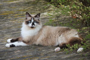 Ragdoll liggende kat