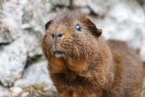 Een rex cochon cavia.