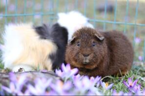 Een rex cochon cavia.