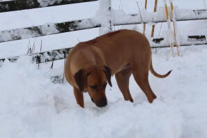 in de sneeuw