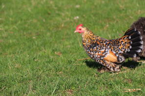 Kip in de tuin