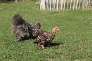 Kippen in de tuin