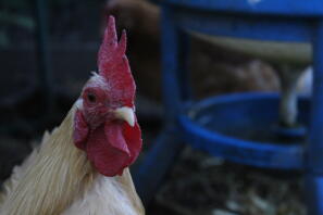 Hoewel pixie misschien klein is, heeft hij een enorme persoonlijkheid!