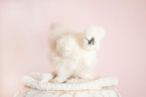 Onze Silkie duivin Bluebelle