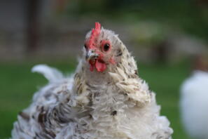 Een pluizige smerige witte en bruine kip