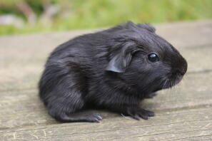 Glad, effen havana haar van de wilde westen cavia's