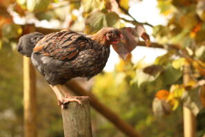 Blauwgezoomde Wyandotte haan